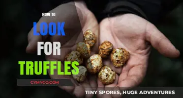 Truffle Hunting 101: Unearthing Nature's Hidden Delicacies