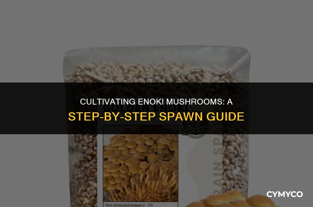 how to make enoki mushroom spawn
