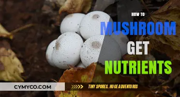 Unlocking Nature's Secrets: How Mushrooms Absorb Nutrients