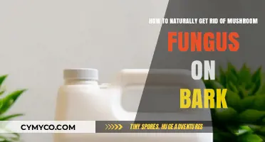 Eco-Friendly Solutions: Banishing Mushroom Fungus from Tree Bark Naturally