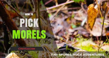 Spring's Hidden Gems: A Guide to Safely Foraging for Morels