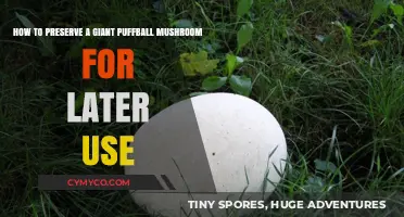 Preserving the Giant Puffball: A Comprehensive Guide for Mushroom Enthusiasts