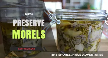 Savoring Spring's Bounty: A Guide to Preserving Morels
