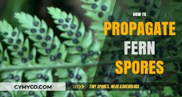 Unlocking the Secrets of Fern Propagation: A Spore-by-Spore Guide