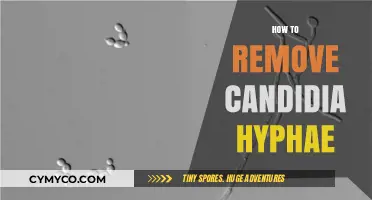 Effective Ways to Eliminate Candida Hyphae Naturally