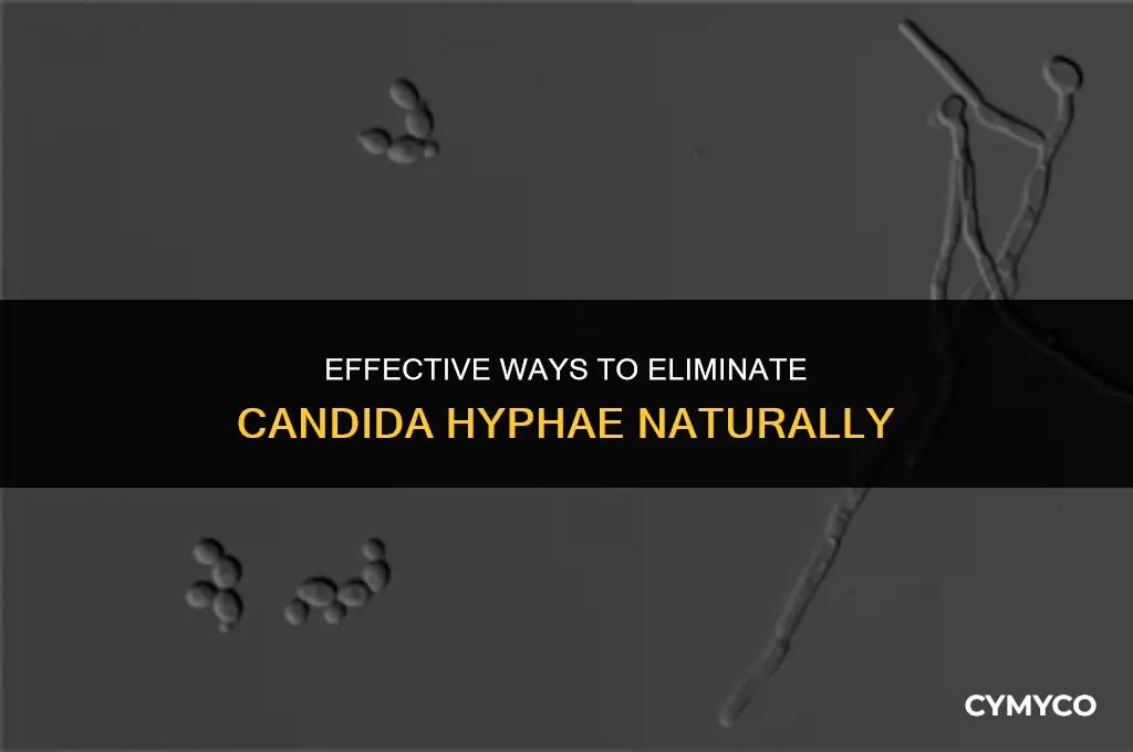 how to remove candidia hyphae