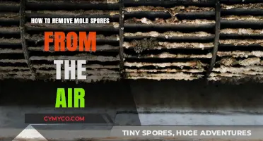 Effective Ways to Purify Your Air from Mold Spores