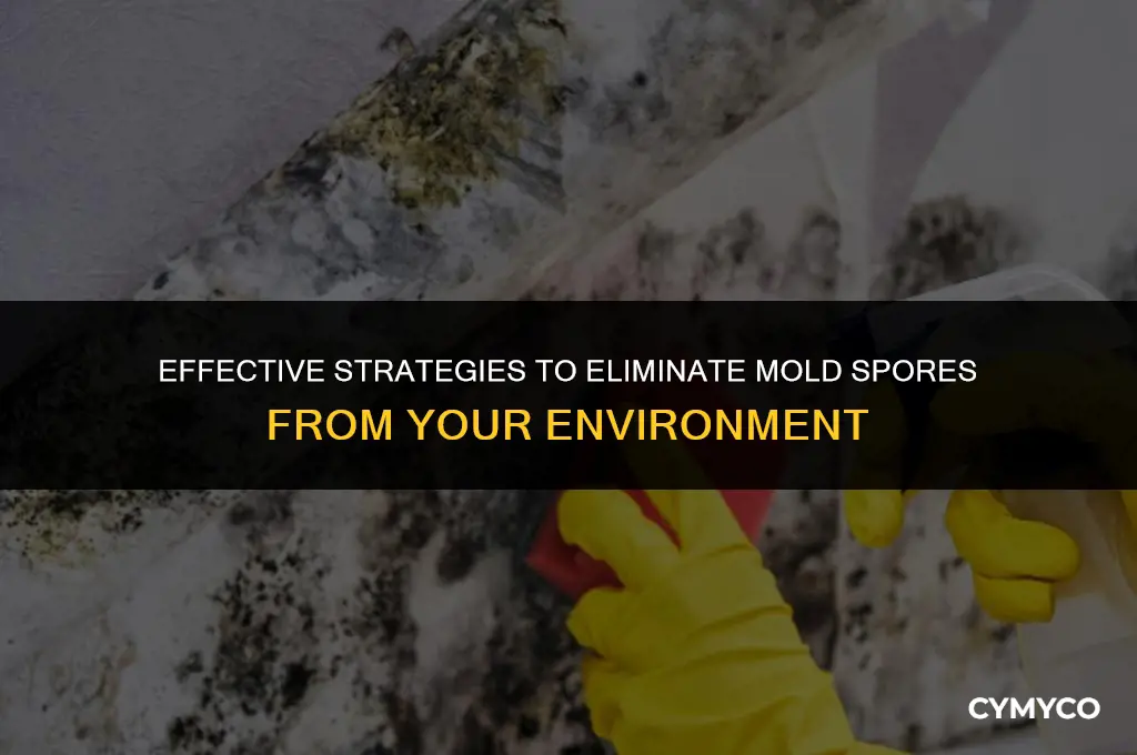 how to remove mold spores