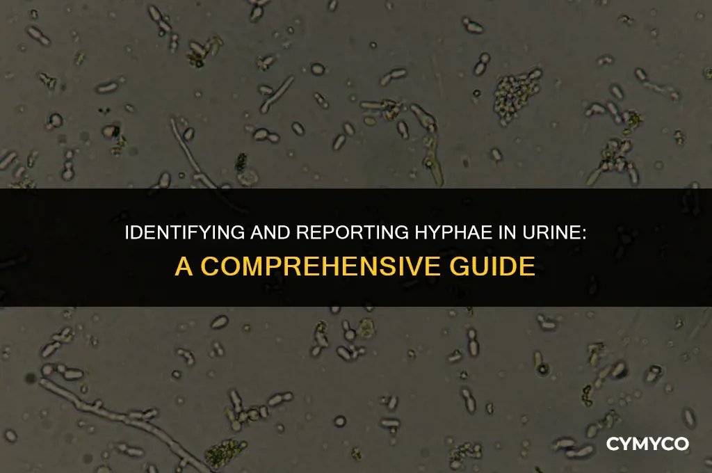 how to report hyphae in urine
