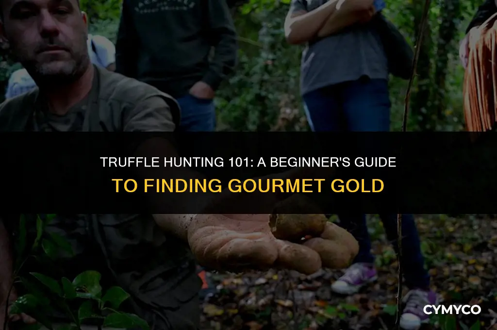 how to search for truffles