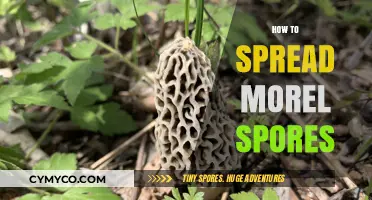 Sowing the Seeds of Sustainability: A Guide to Spreading Morel Spores
