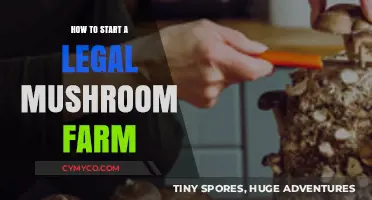 Cultivating Legally: A Beginner's Guide to Starting a Mushroom Farm