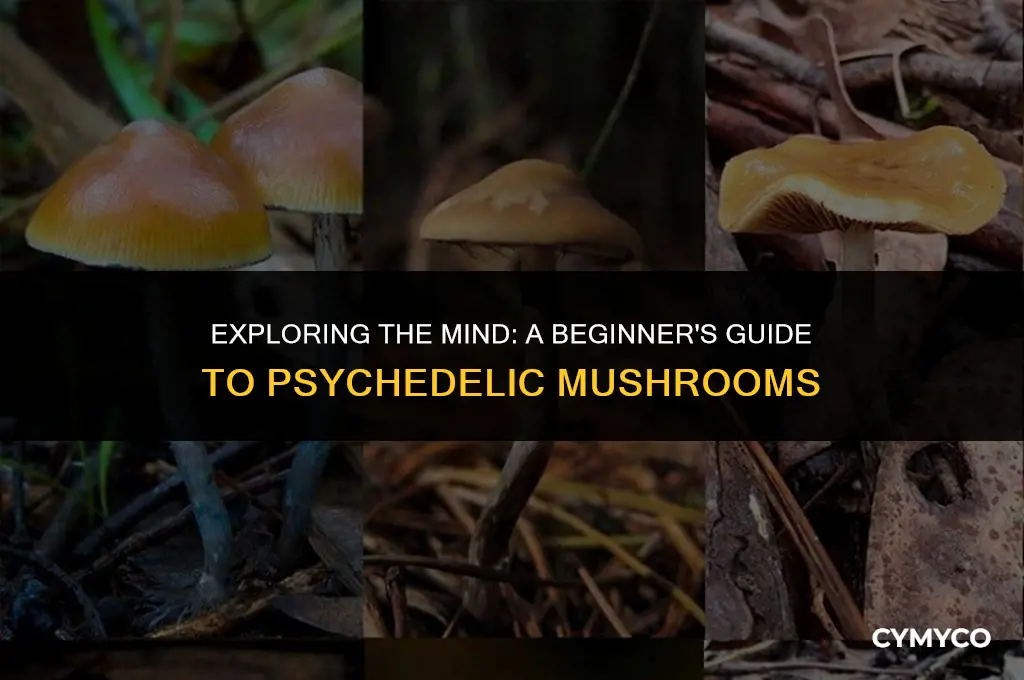 how to start using psychedelic mushrooms