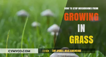 Prevent Mushroom Growth in Your Lawn: Effective Tips and Solutions