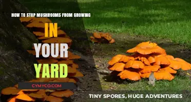 Effective Ways to Prevent Mushrooms from Taking Over Your Yard