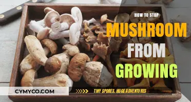 Effective Strategies to Prevent Mushroom Growth in Your Home