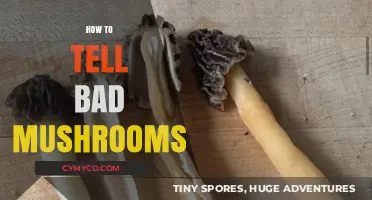 Identifying Toxic Mushrooms: A Guide to Spotting Dangerous Fungi Safely