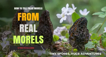Distinguishing Deadly Lookalikes: A Guide to Safe Morel Hunting