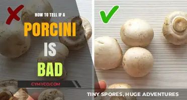 Identifying Spoiled Porcini: A Guide to Safe Mushroom Foraging