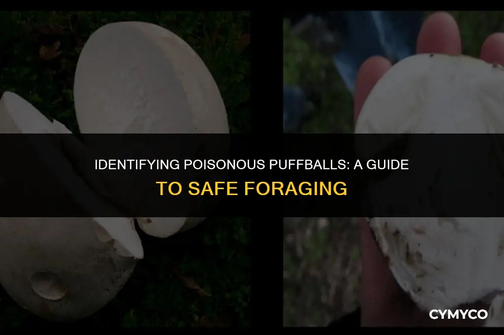 how to tell if a puffball is poison