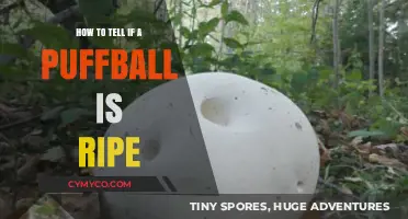 Identifying Ripeness in Puffballs: A Comprehensive Guide