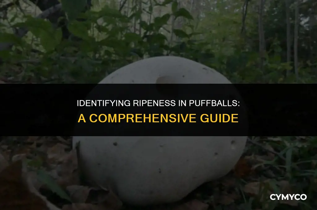 how to tell if a puffball is ripe