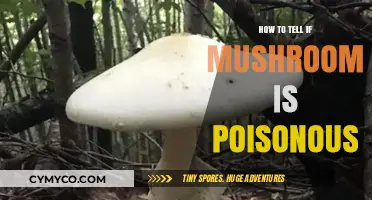 Identifying Deadly Mushrooms: A Guide to Spotting Poisonous Varieties Safely