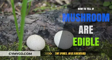Identifying Edible Mushrooms: Safe Foraging Tips and Warning Signs