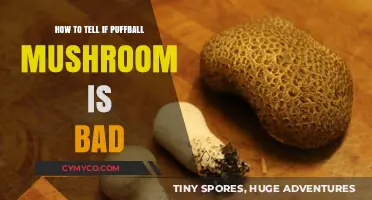 Identifying Spoilage in Puffball Mushrooms: A Comprehensive Guide