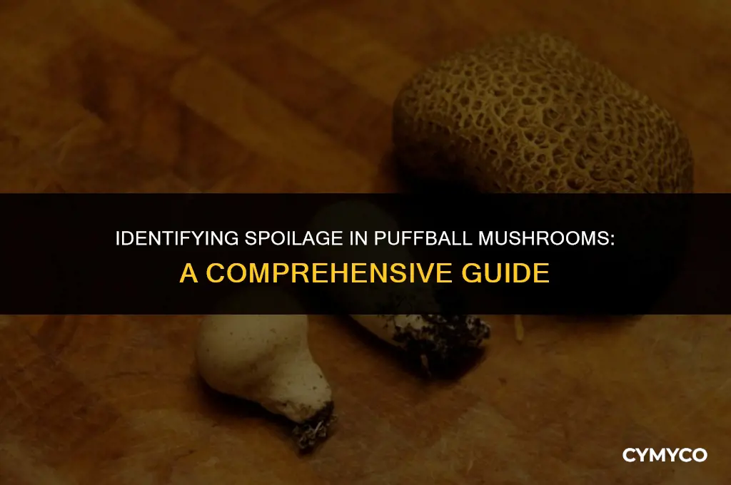how to tell if puffball mushroom is bad