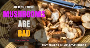 Spotting Spoiled Shiitake: Signs Your Mushrooms Have Gone Bad