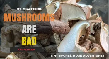 Identifying Spoiled Shiitake Mushrooms: Signs of Bad Quality and Freshness