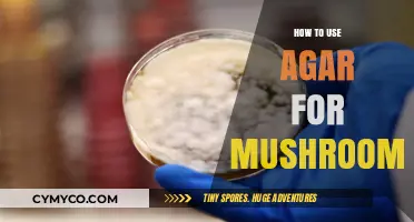 Exploring the Mycelial Frontier: Agar as a Mushroom Cultivation Medium