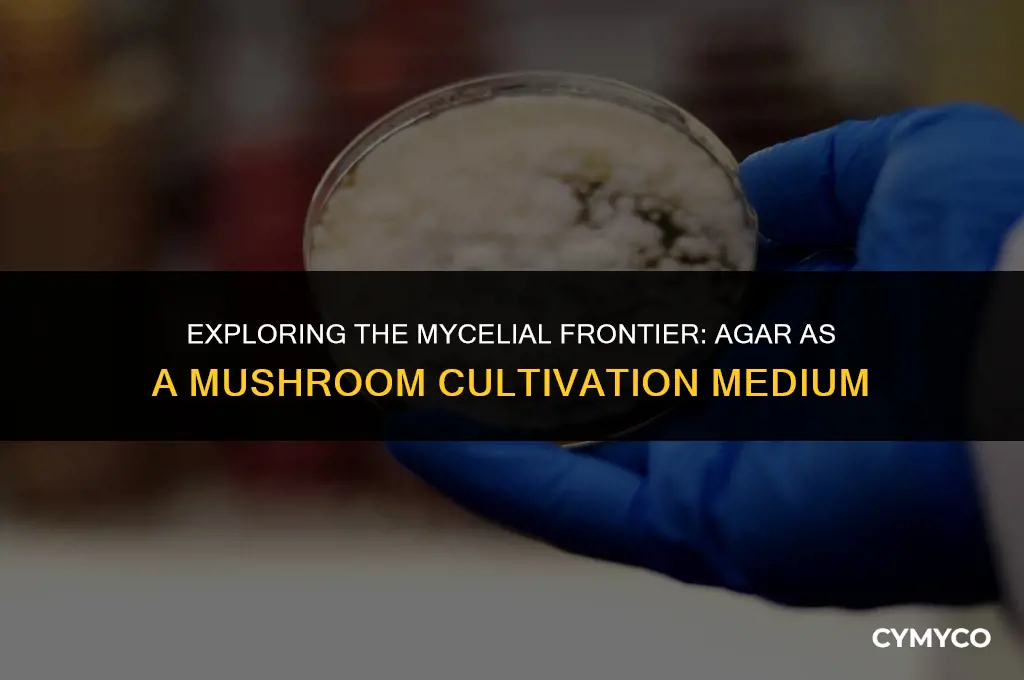 how to use agar for mushrooms