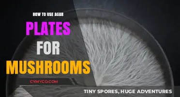 Cultivating Mushrooms: A Beginner's Guide to Using Agar Plates