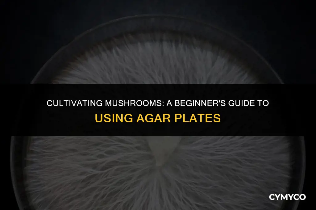 how to use agar plates for mushrooms