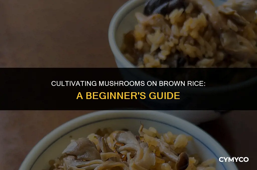 how to use brown rice as mushroom substrate
