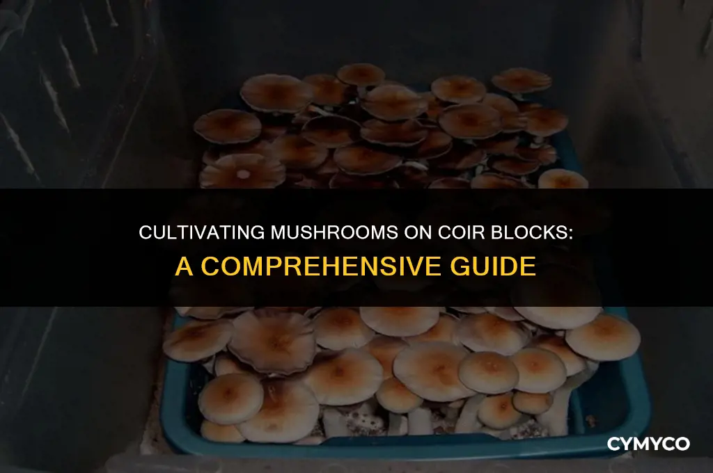 how to use coir block with mushrooms