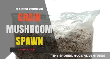 Unlocking the Secrets of Commercial Grain Mushroom Spawn