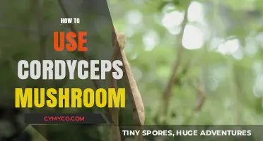 Unlocking the Power of Cordyceps: A Comprehensive Guide to Usage