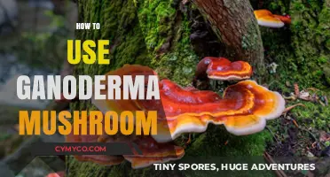 Unlocking Wellness: A Guide to Ganoderma Mushroom Benefits and Uses