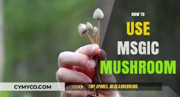 Exploring the Mystical: A Beginner's Guide to Magic Mushrooms