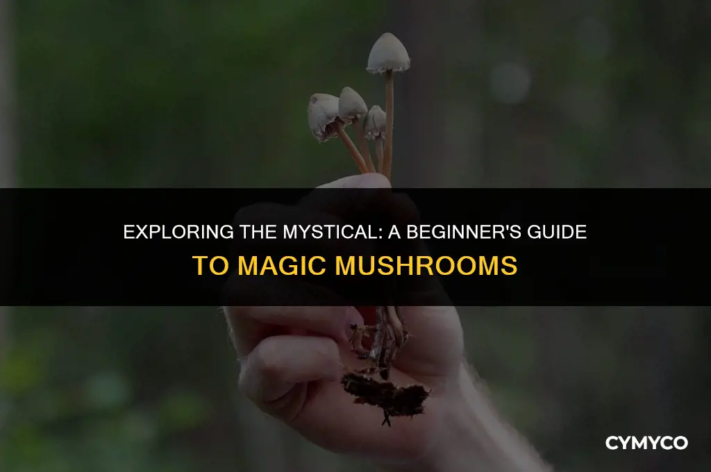 how to use msgic mushrooms