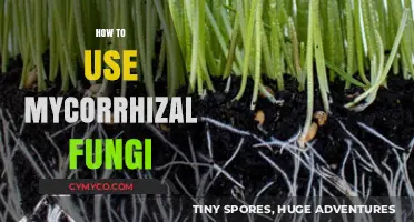 Unlocking the Power of Mycorrhizal Fungi: A Guide to Optimal Use