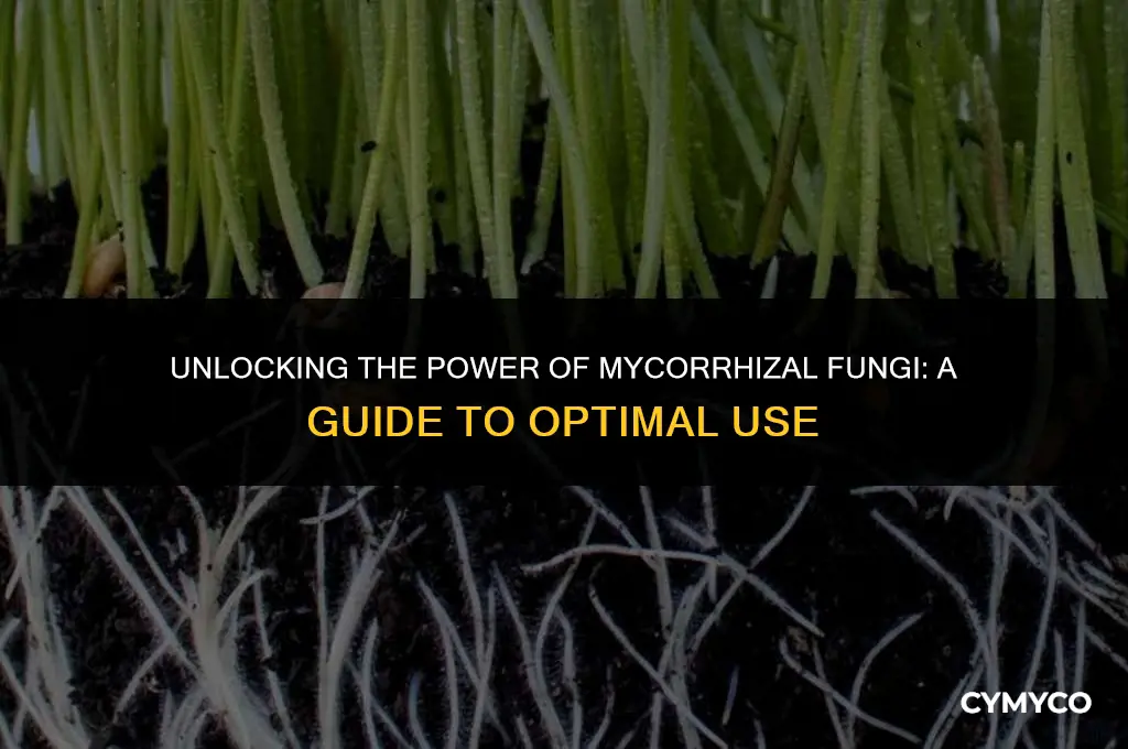 how to use mycorrhizal fungi