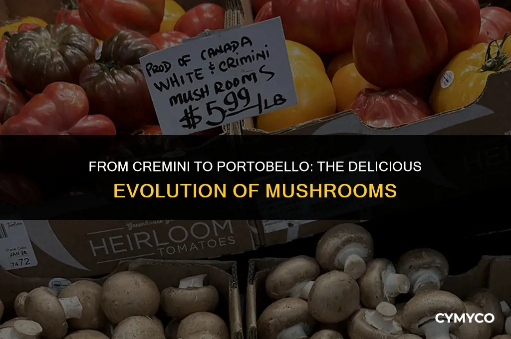 is a cremini mushroom a portobello