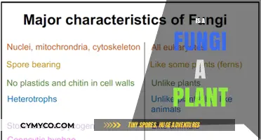 Exploring the Kingdom of Fungi: Is It Truly a Plant?