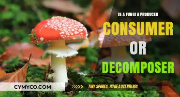 Fungi's Role: Producer, Consumer, or Decomposer? Unraveling the Mystery