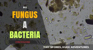 Exploring the Microscopic World: Fungi vs. Bacteria