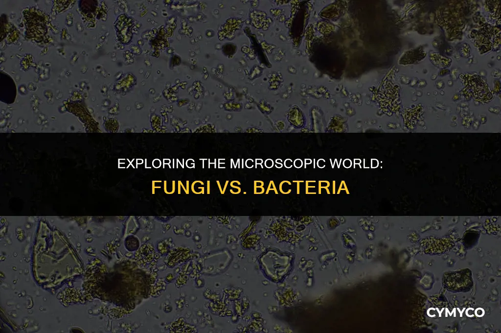is a fungus a bacteria